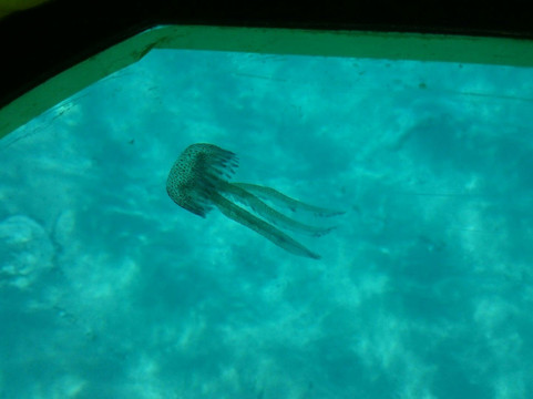 Goldenfin-索列尔港必去景点