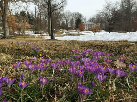 Whitehall House & Gardens-路易斯维尔必去景点