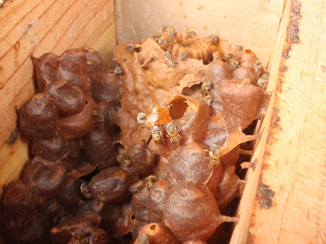 Casa Itzamná-Coba必去景点