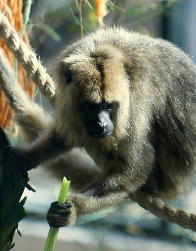 Temaiken Biopark-Belen de Escobar必去景点