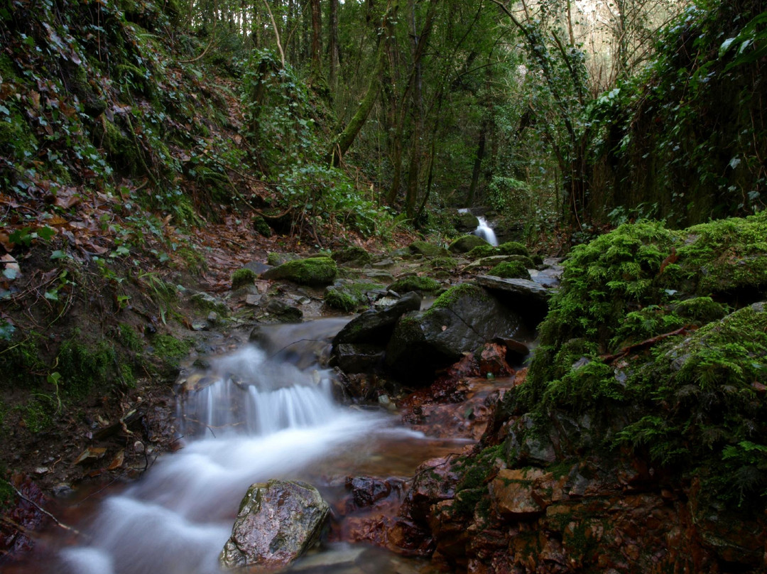 Parco Forestale di Poggio Neri景点图片