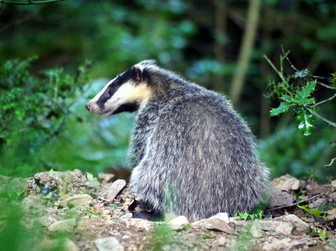 Devon Badger Watch-蒂弗顿必去景点