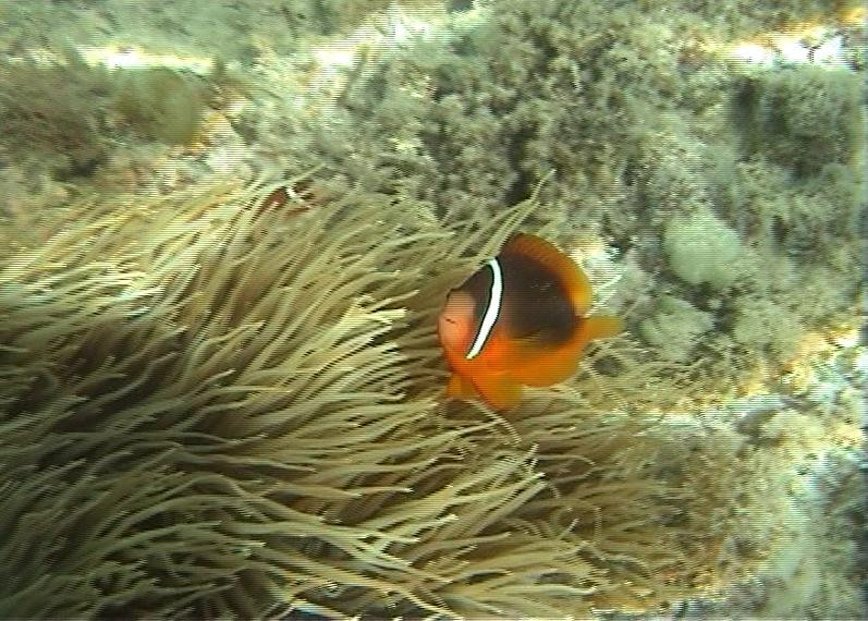 Ha'atafu Beach-Tongatapu Island必去景点