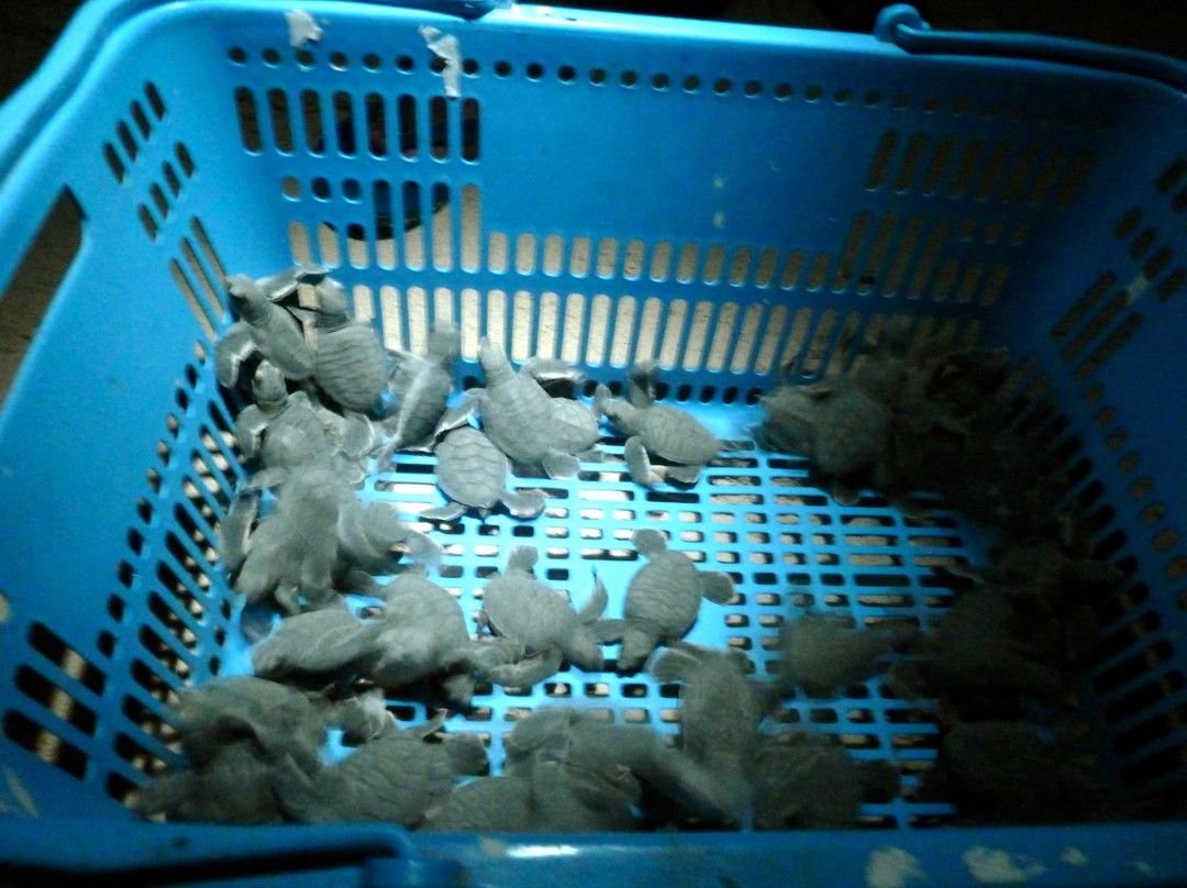 海龟岛-山打根必去景点