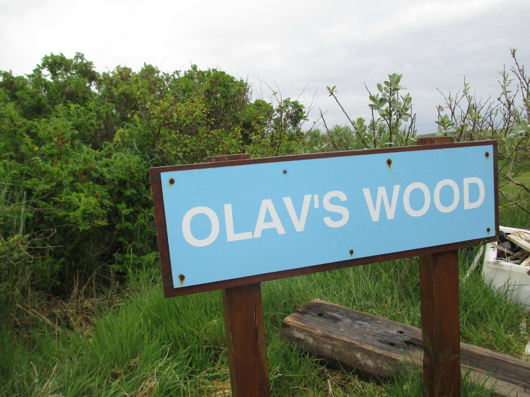 Olav's Wood景点图片