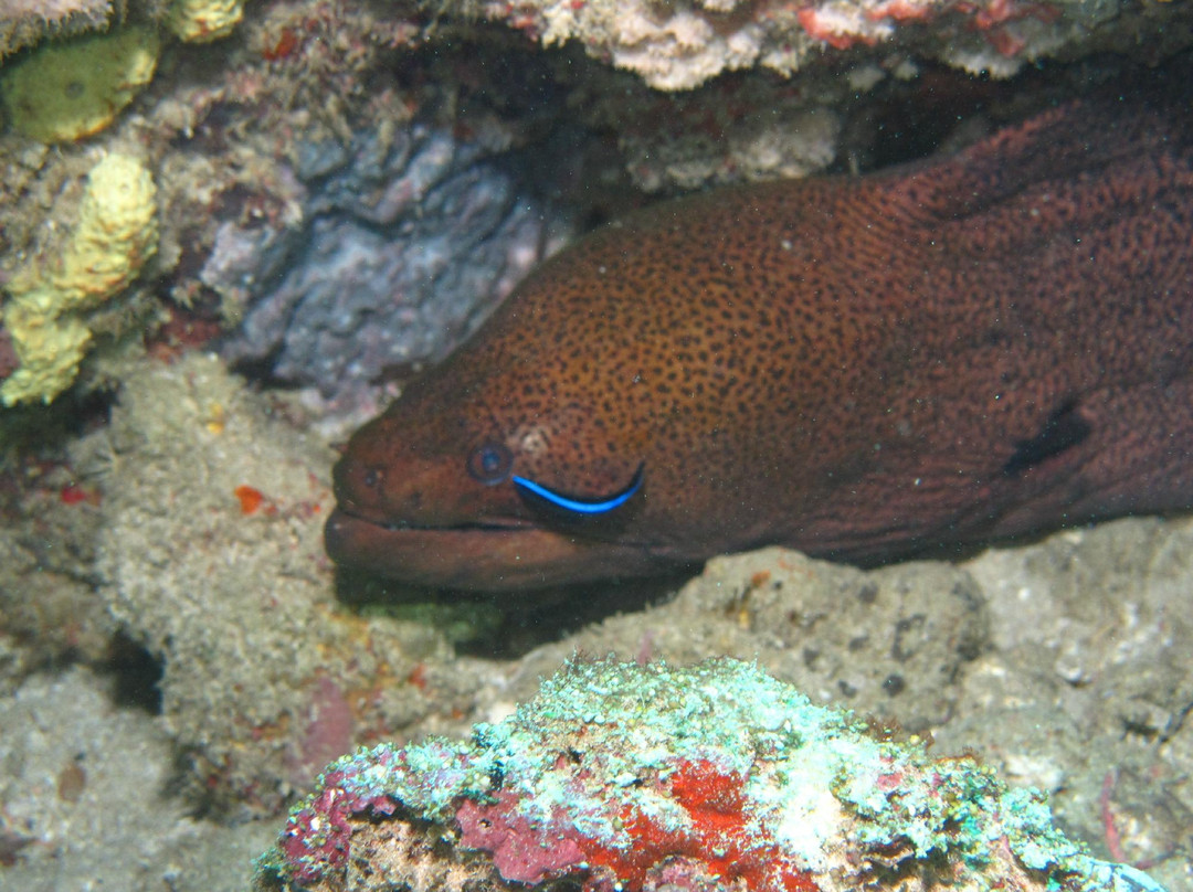 Scuba Ventures-Kavieng必去景点