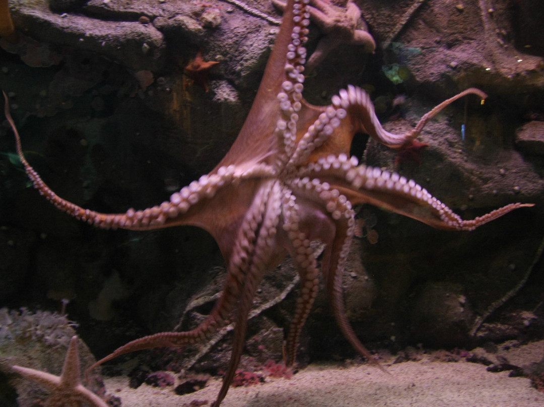 Shark Reef Aquarium-拉斯维加斯必去景点