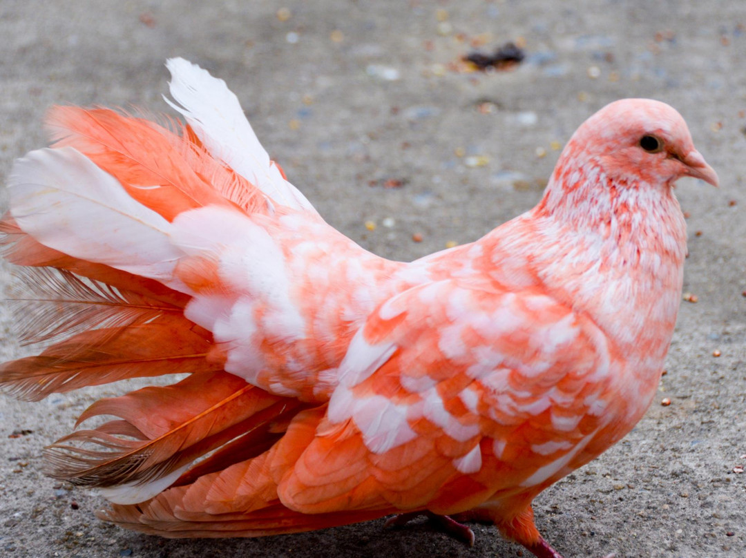 天堂公园农场-苏梅岛必去景点