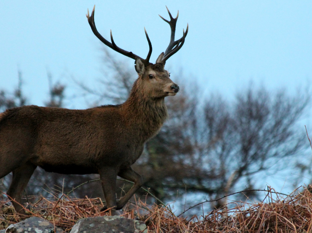 Glengorm Wildlife Project-Tobermory必去景点