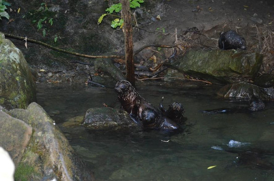 奥豪溪畔漫步之旅-Kaikoura必去景点