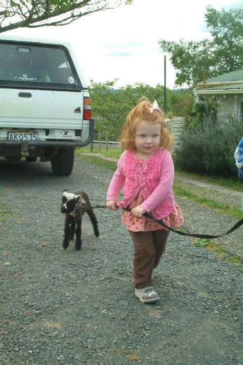 Waitomo Big Bird & Miniature Animal Petting Farm景点图片