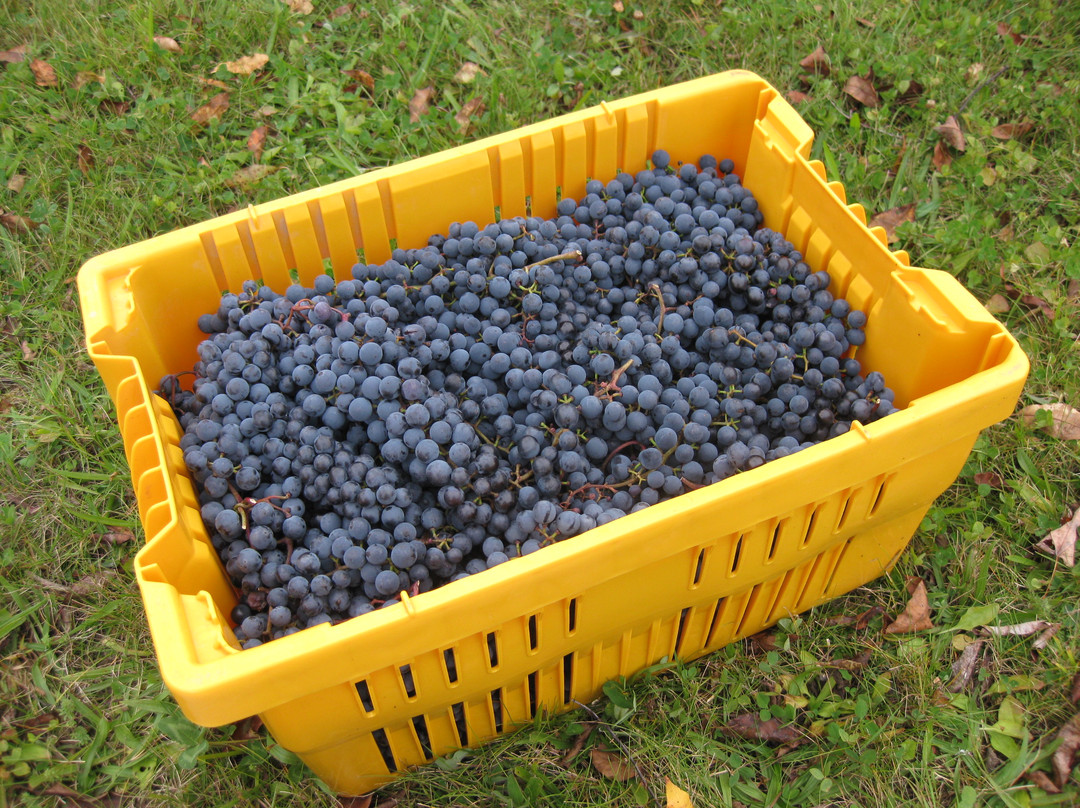 North Branch Vineyards-蒙彼利埃必去景点