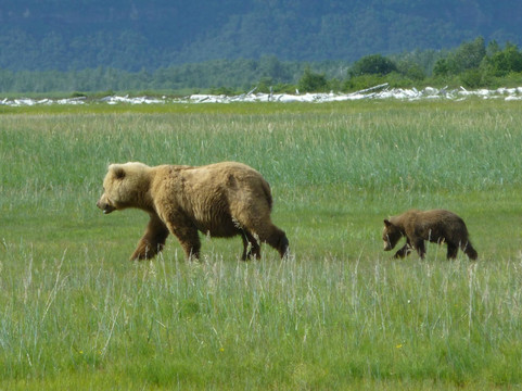 Smokey Bay Air-荷马必去景点