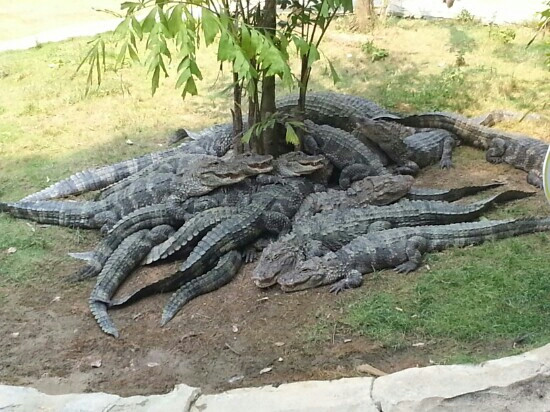 深圳野生动物园-深圳市必去景点