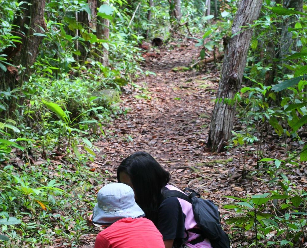 Wild Orangutan Tours - Day Tours-Pangkalan Bun必去景点