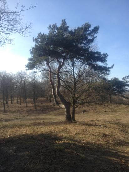 Svanninge Bjerge景点图片
