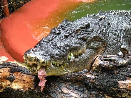 Marineland Melanesia Crocodile Habitat景点图片