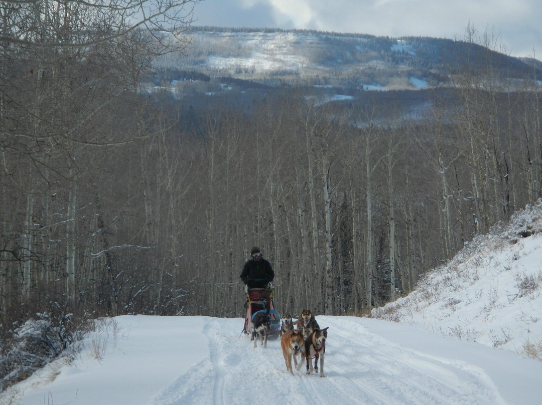 Snow Buddy Sled Dog Adventures-斯廷博特斯普林斯必去景点
