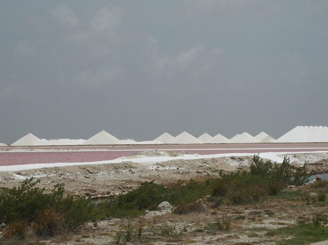 Pekelmeer Flamingo Sanctuary-博奈尔岛必去景点