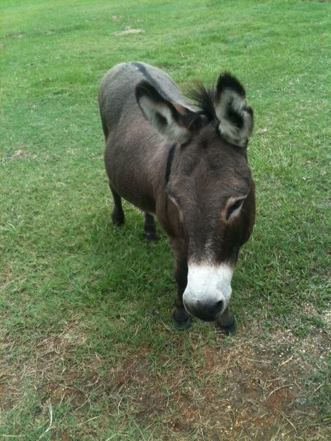 Splendor Farms-Bush必去景点
