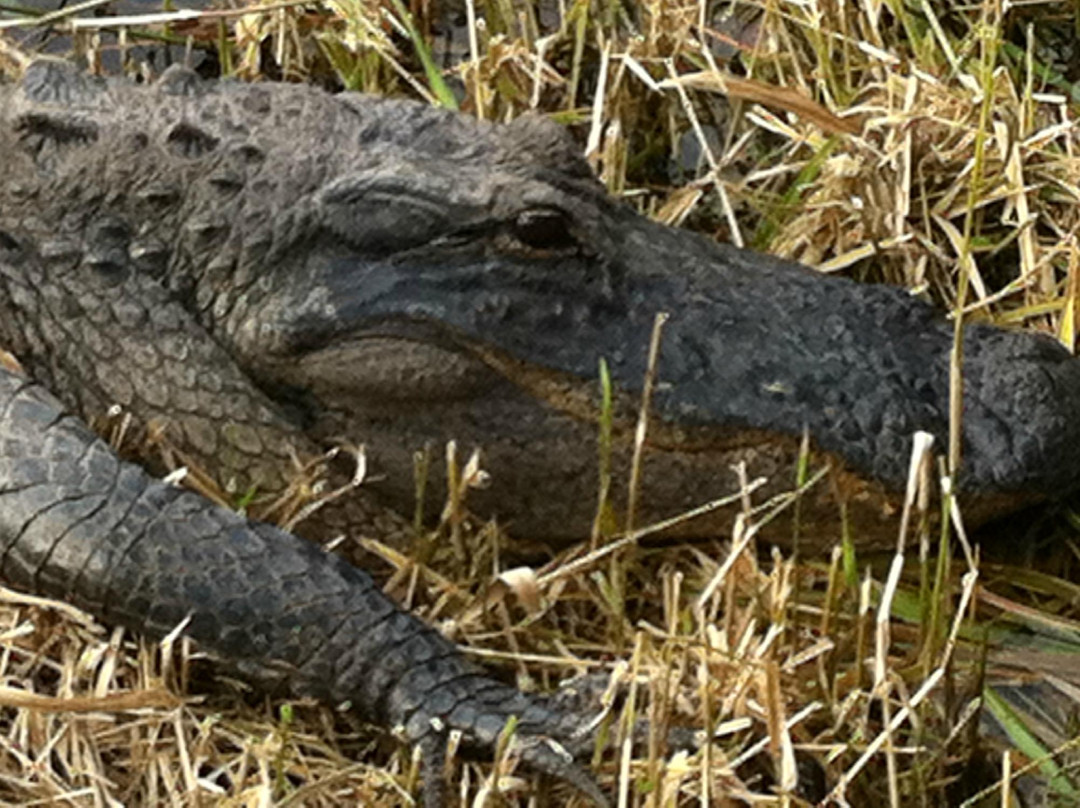 Okefenokee National Wildlife Refuge-Folkston必去景点