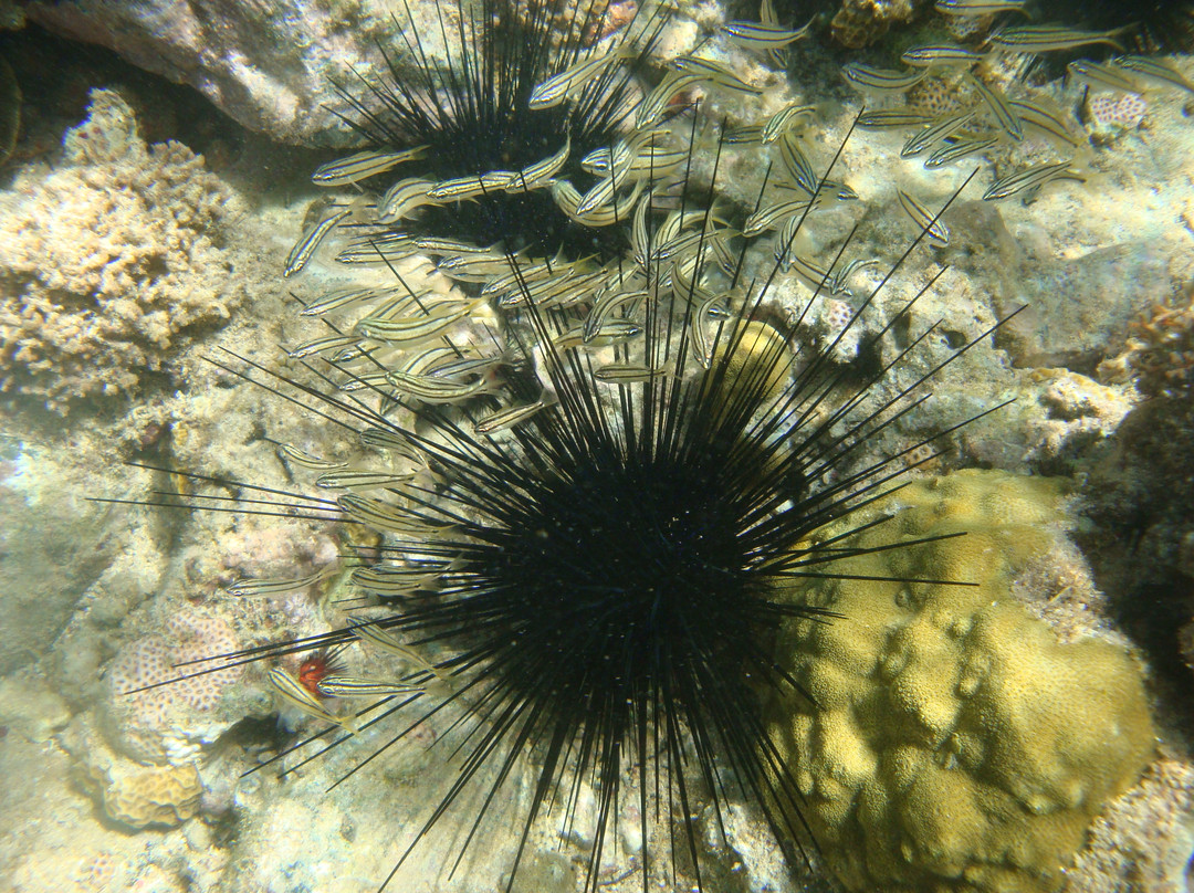 Balneario El Escambrón-圣胡安必去景点