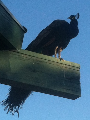 洛杉矶县立植物园-阿卡迪亚必去景点