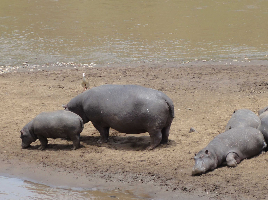 East Africa Adventure Tours and Safaris-马赛马拉国家野生动物保护区必去景点