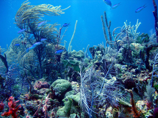 Sunn Odyssey Divers-弗里波特必去景点