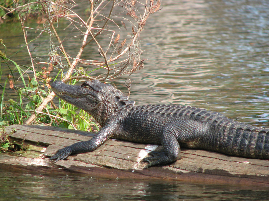Champagne's Cajun Swamp Tours景点图片