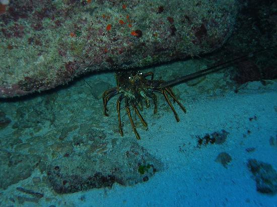 Ocean Frontiers-East End必去景点