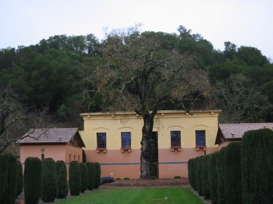 Clos Pegase Winery-卡利斯托加必去景点