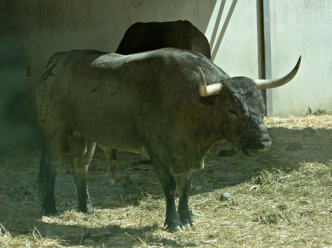 Corrales del Gas-潘普洛纳必去景点