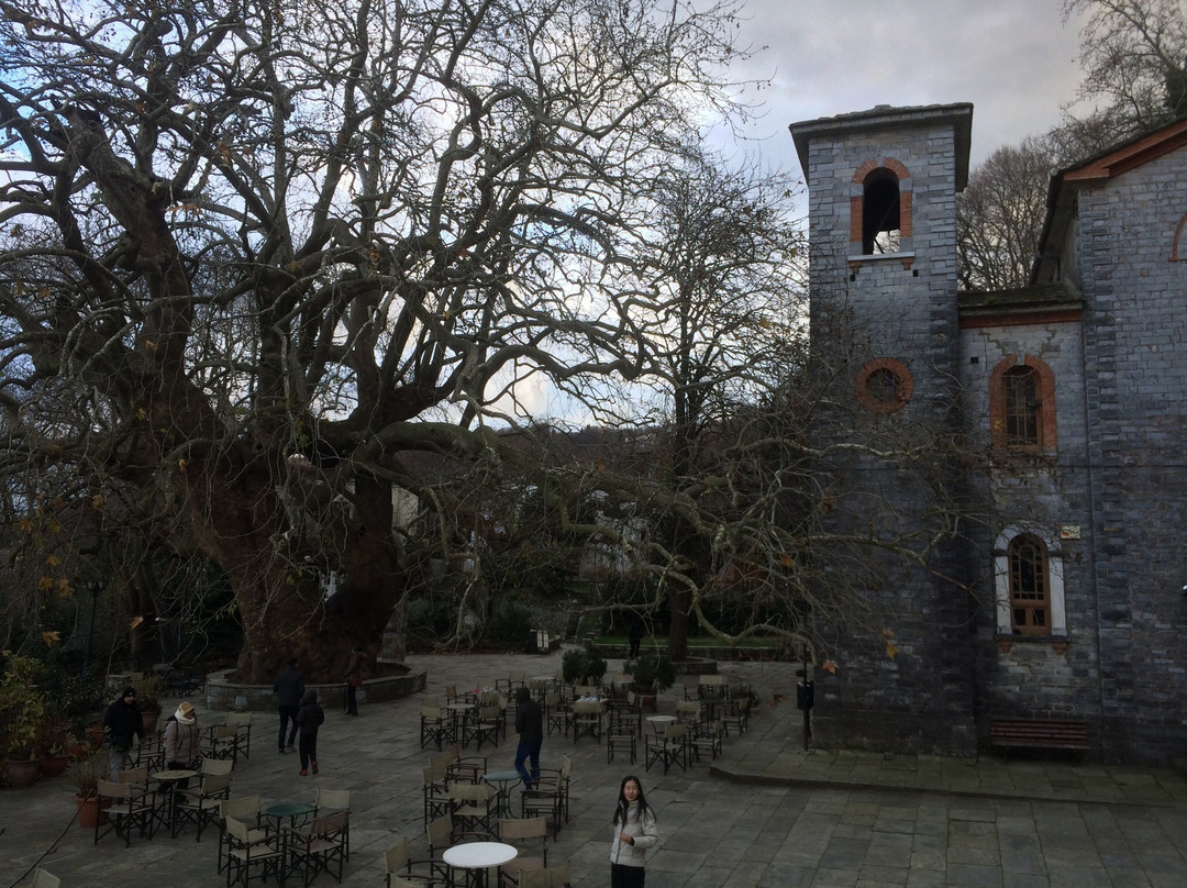 1,000 Year Old Platanus Tree景点图片