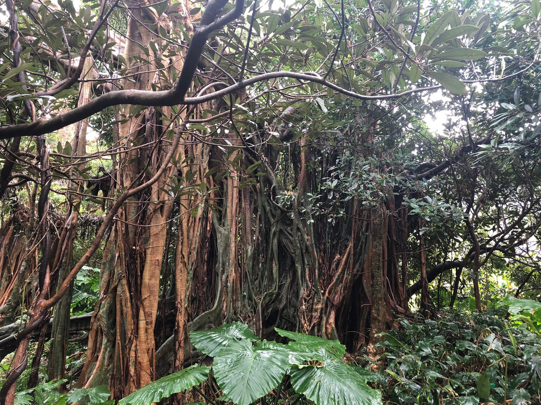 Shitogo Banyan Tree景点图片