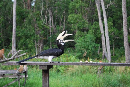 拉卜湾长鼻猴保护区-山打根必去景点