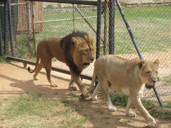 Lion and Safari Park-Broederstroom必去景点
