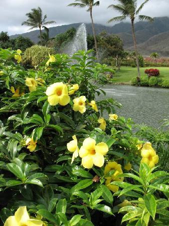 茂宜热带平原-怀露库必去景点