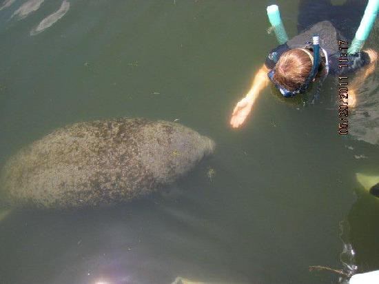 Manatees In Paradise-克里斯特尔里弗必去景点