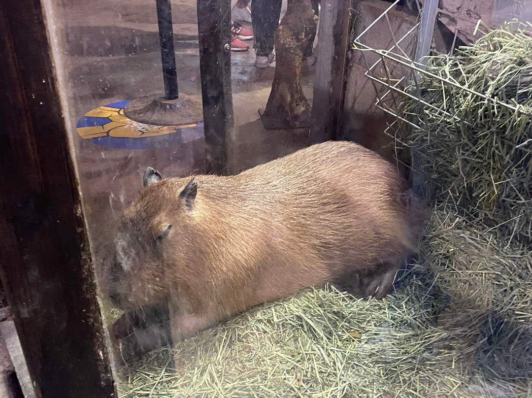 SeaQuest Fort Worth-沃思堡必去景点