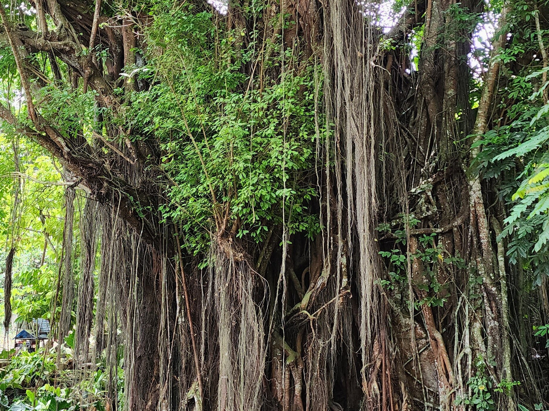 百年大榕树-锡基霍尔岛必去景点