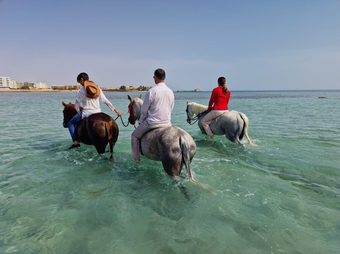 HorseTrips Hurghada-赫尔格达必去景点