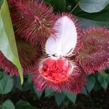 Coconut Tour-石头城必去景点