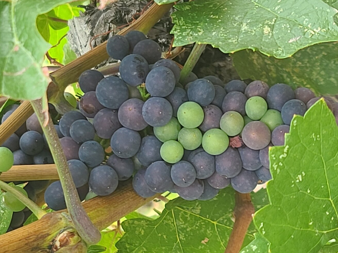 Tightrope Winery-彭蒂克顿必去景点