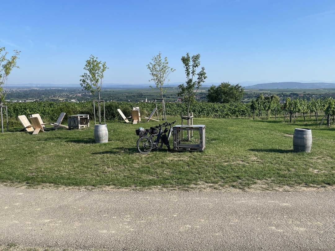 Weinweg Langenlois景点图片