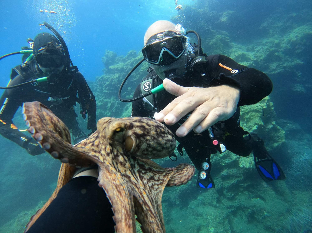 Deep Blue Divers-塞沃塔必去景点