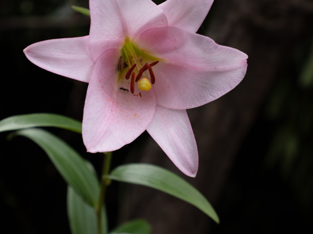 Ishima Island Hiking Trail-阿南市必去景点