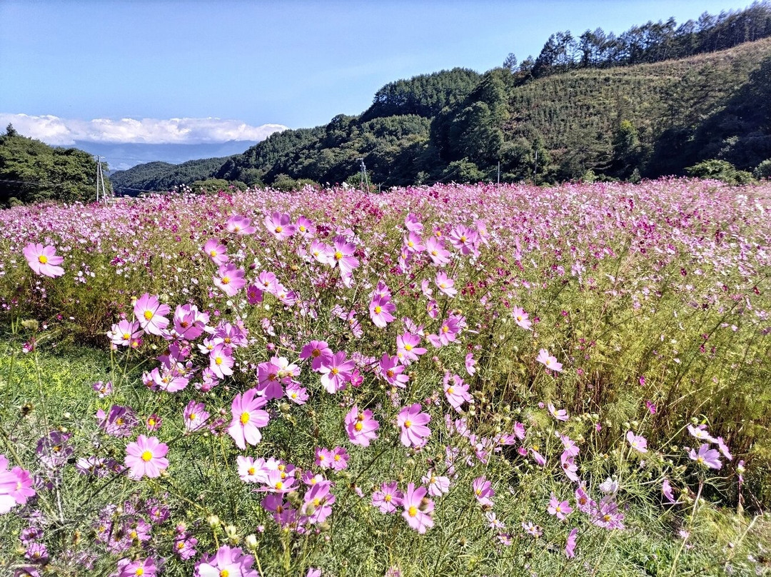 Cosmos Kaido-佐久市必去景点