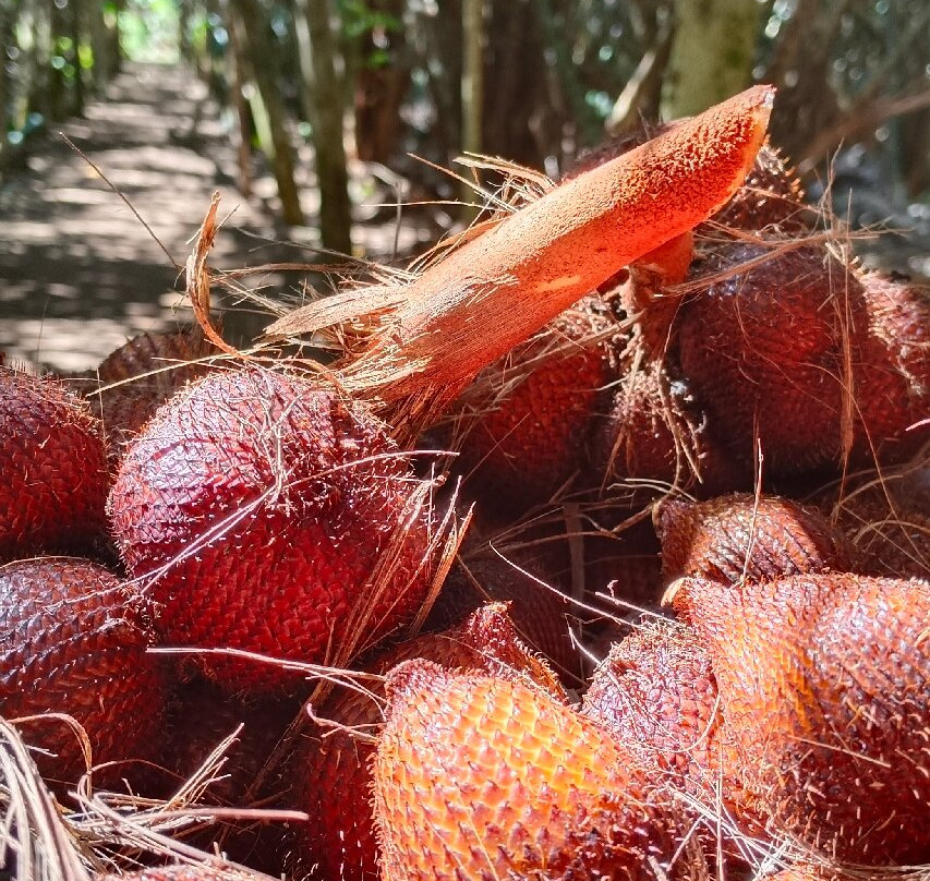 De Kebun Merta Sari景点图片