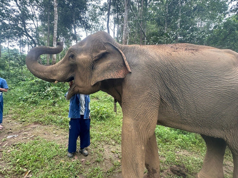 Toto's Elephant Sanctuary-清迈必去景点